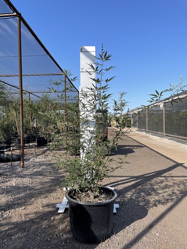 vitex-agnus-castus-chaste-tree