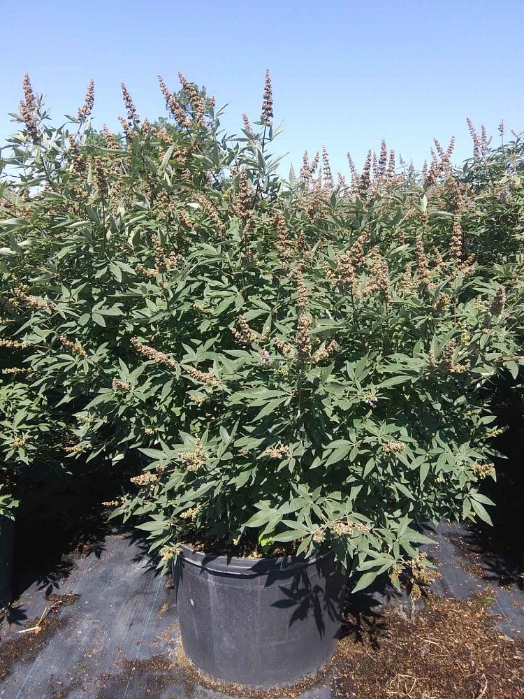 vitex-agnus-castus-chaste-tree