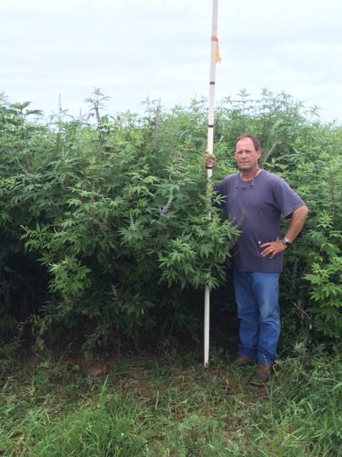 vitex-agnus-castus-chaste-tree