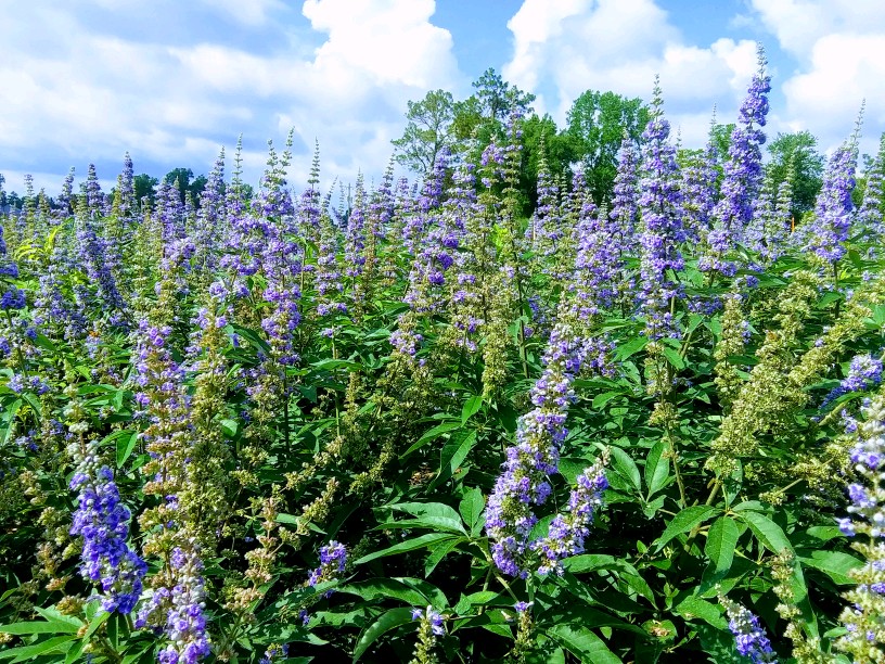vitex-agnus-castus-chaste-tree