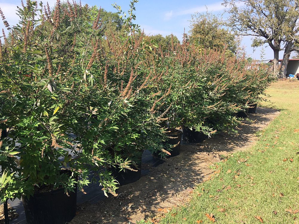 vitex-agnus-castus-chaste-tree