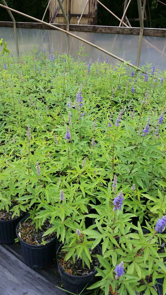vitex-agnus-castus-chaste-tree