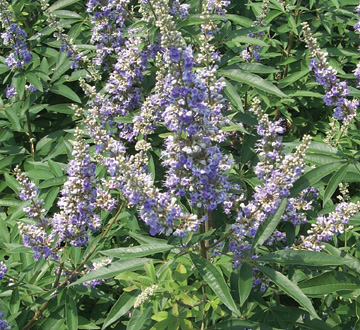 vitex-agnus-castus-chaste-tree