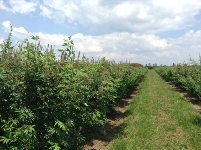 vitex-agnus-castus-chaste-tree