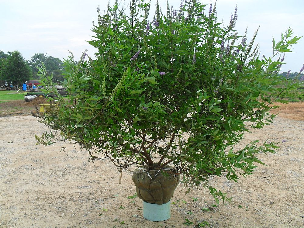 vitex-agnus-castus-chaste-tree