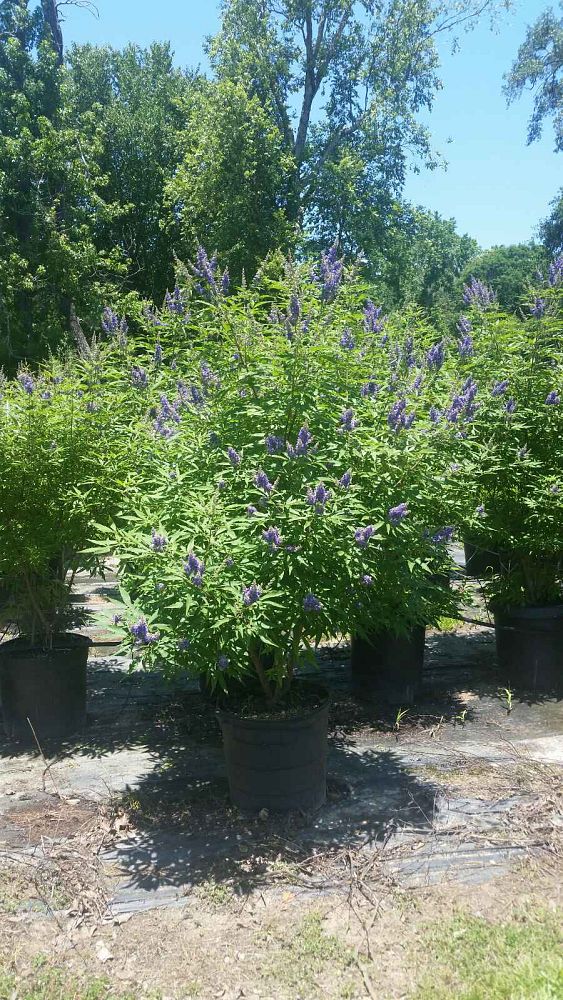 vitex-agnus-castus-chaste-tree