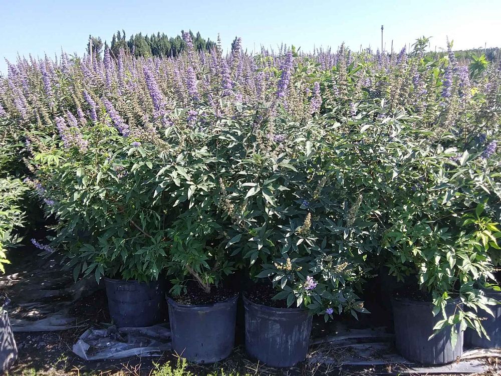 vitex-agnus-castus-chaste-tree