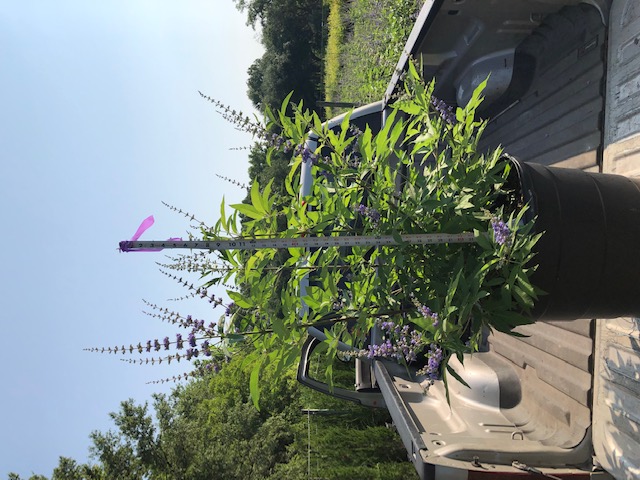 vitex-agnus-castus-chaste-tree