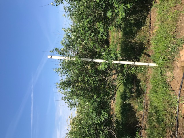 vitex-agnus-castus-chaste-tree