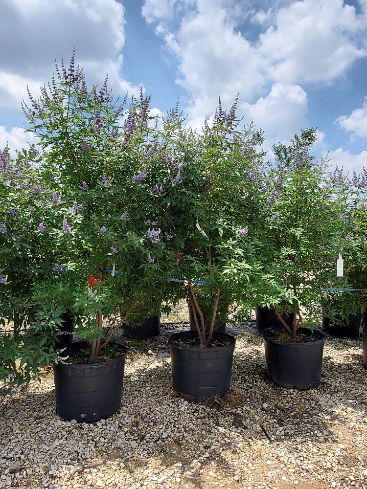 vitex-agnus-castus-chaste-tree