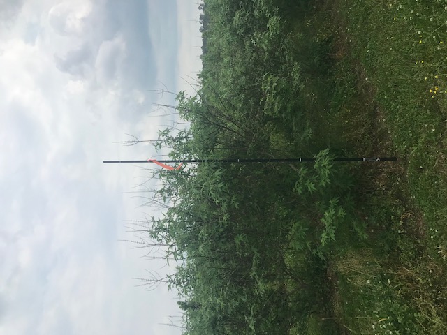 vitex-agnus-castus-chaste-tree
