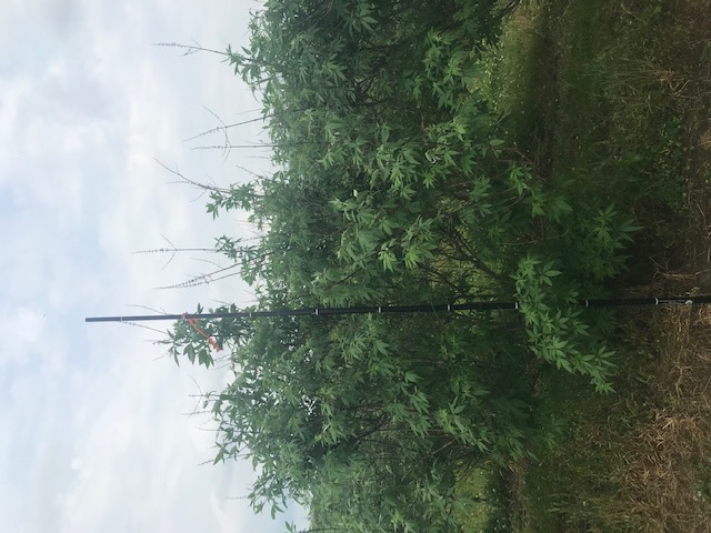 vitex-agnus-castus-chaste-tree