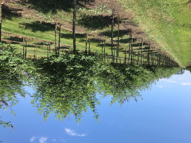 vitex-agnus-castus-chaste-tree
