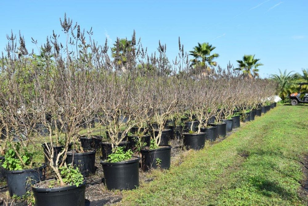 vitex-agnus-castus-chaste-tree