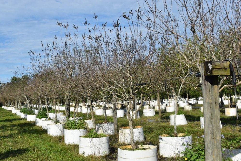 vitex-agnus-castus-chaste-tree