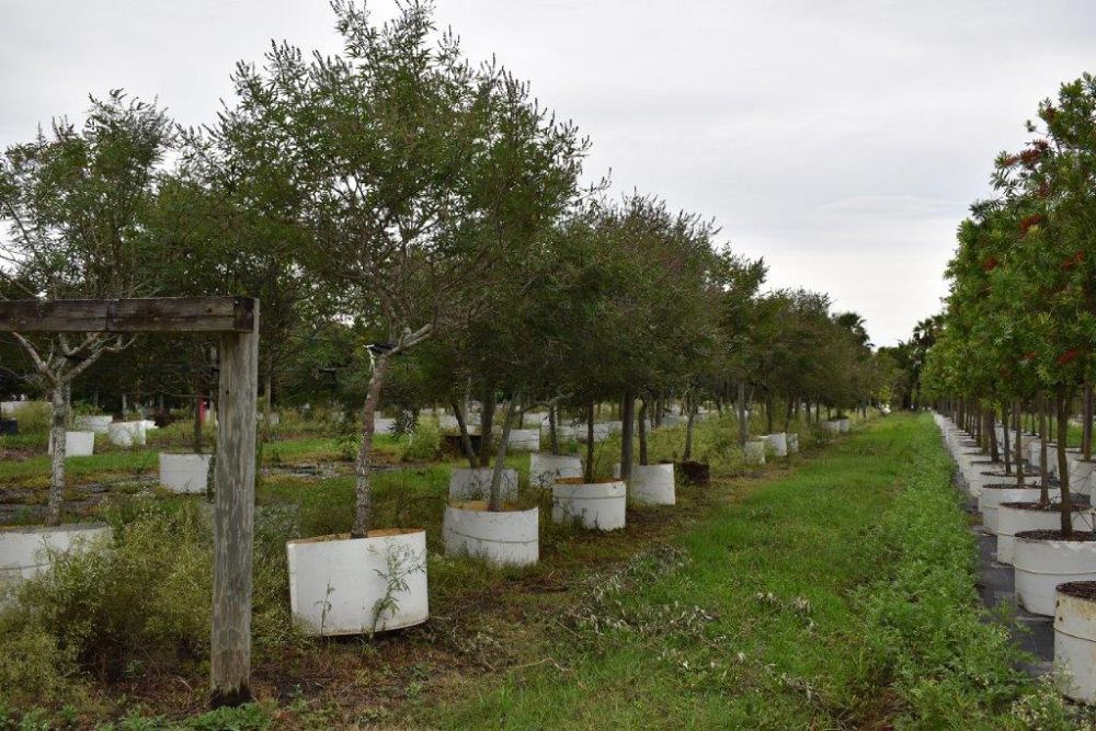 vitex-agnus-castus-chaste-tree