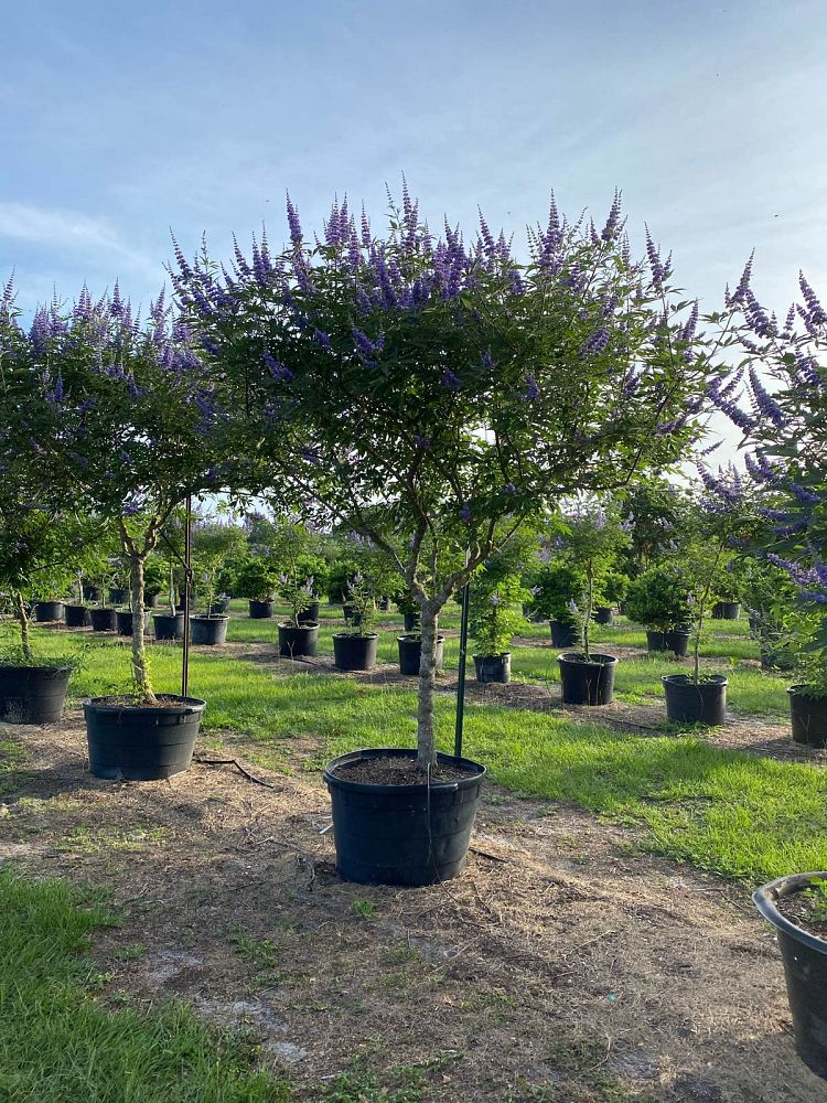 vitex-agnus-castus-chaste-tree