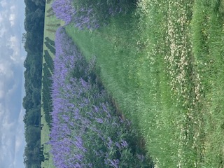 vitex-agnus-castus-chaste-tree