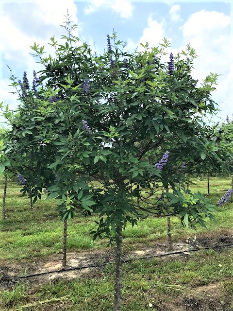 vitex-agnus-castus-chaste-tree