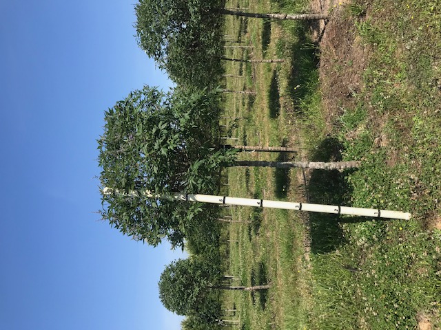 vitex-agnus-castus-chaste-tree