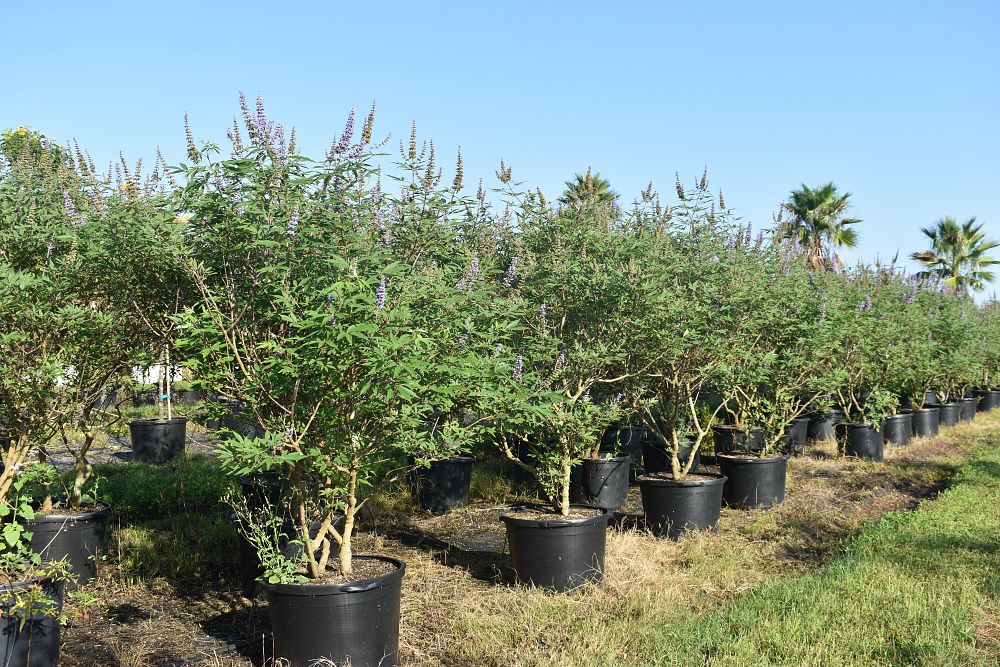 vitex-agnus-castus-chaste-tree