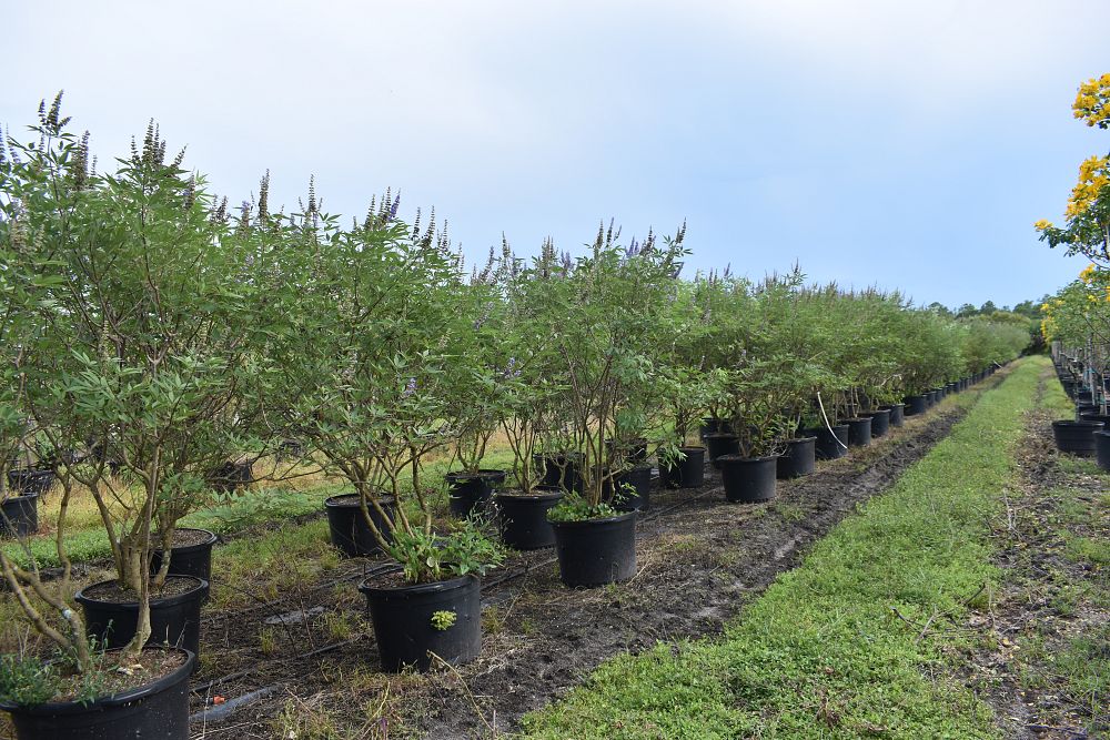 vitex-agnus-castus-chaste-tree