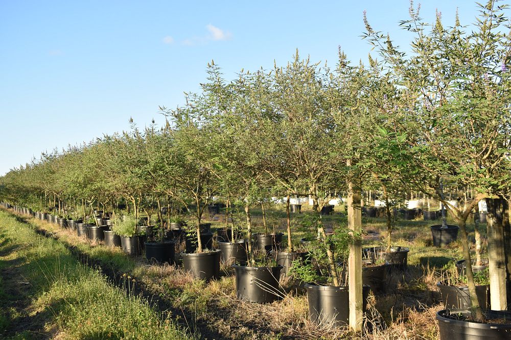 vitex-agnus-castus-chaste-tree