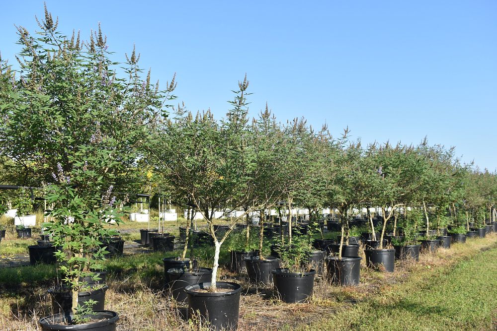 vitex-agnus-castus-chaste-tree