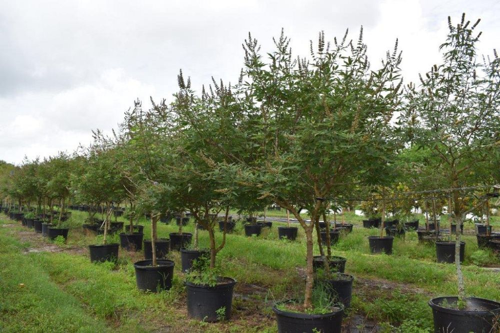 vitex-agnus-castus-chaste-tree