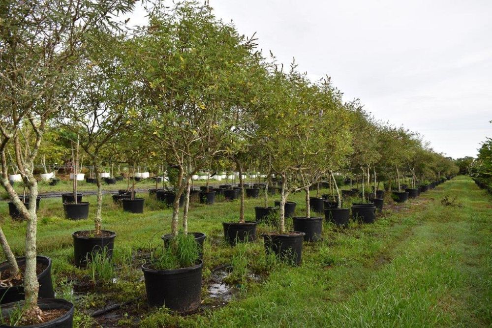 vitex-agnus-castus-chaste-tree