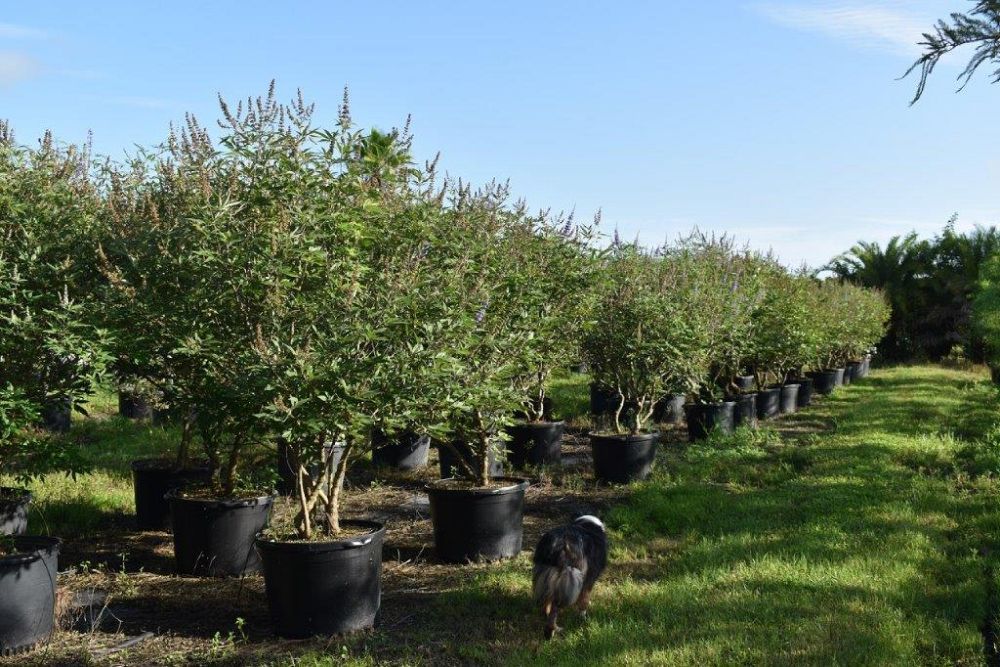 vitex-agnus-castus-chaste-tree