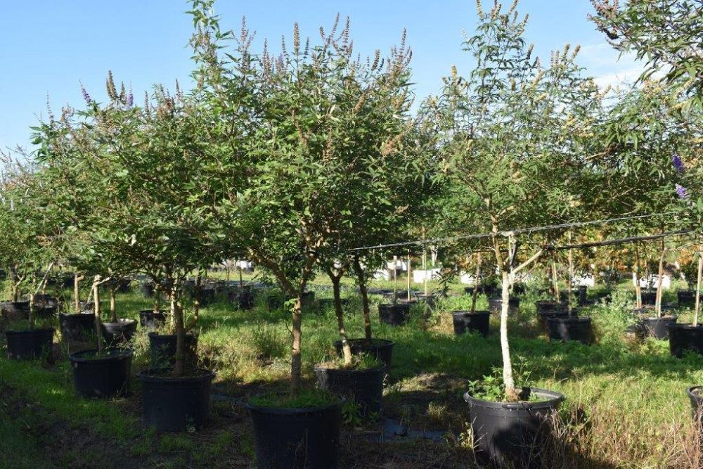 vitex-agnus-castus-chaste-tree