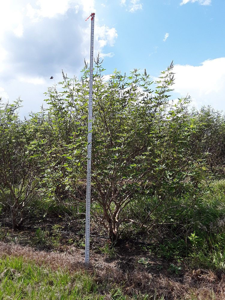 vitex-agnus-castus-chaste-tree