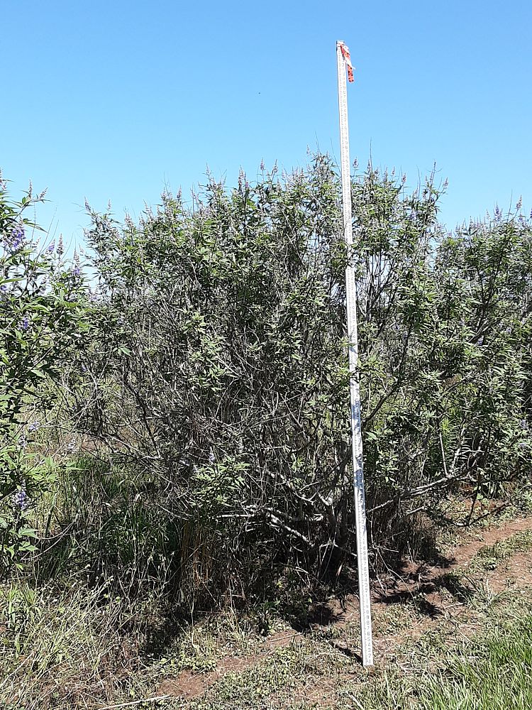 vitex-agnus-castus-chaste-tree