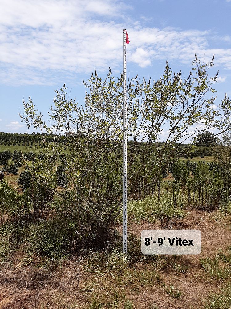 vitex-agnus-castus-chaste-tree