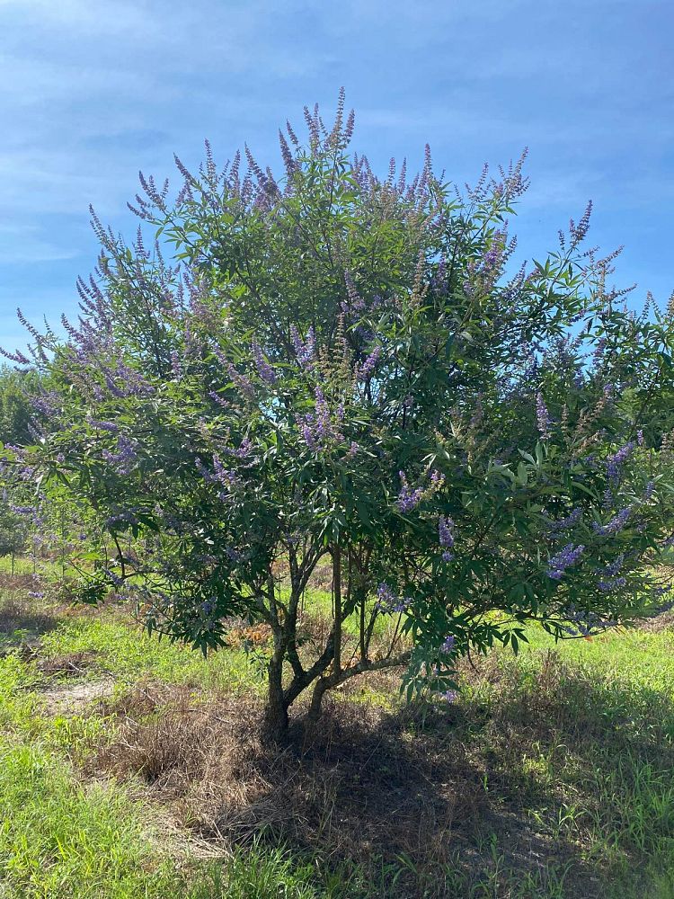 vitex-agnus-castus-chaste-tree