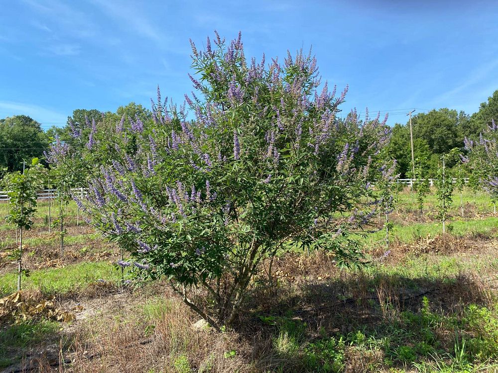 vitex-agnus-castus-chaste-tree