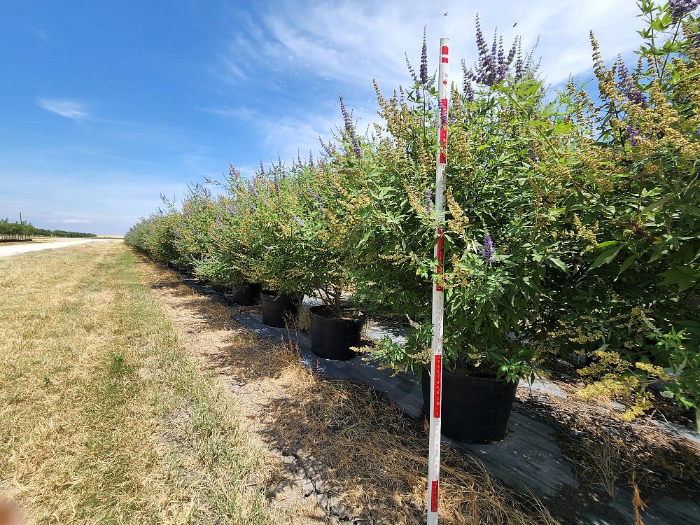 vitex-agnus-castus-chaste-tree