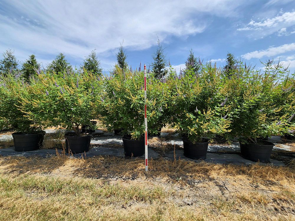 vitex-agnus-castus-chaste-tree