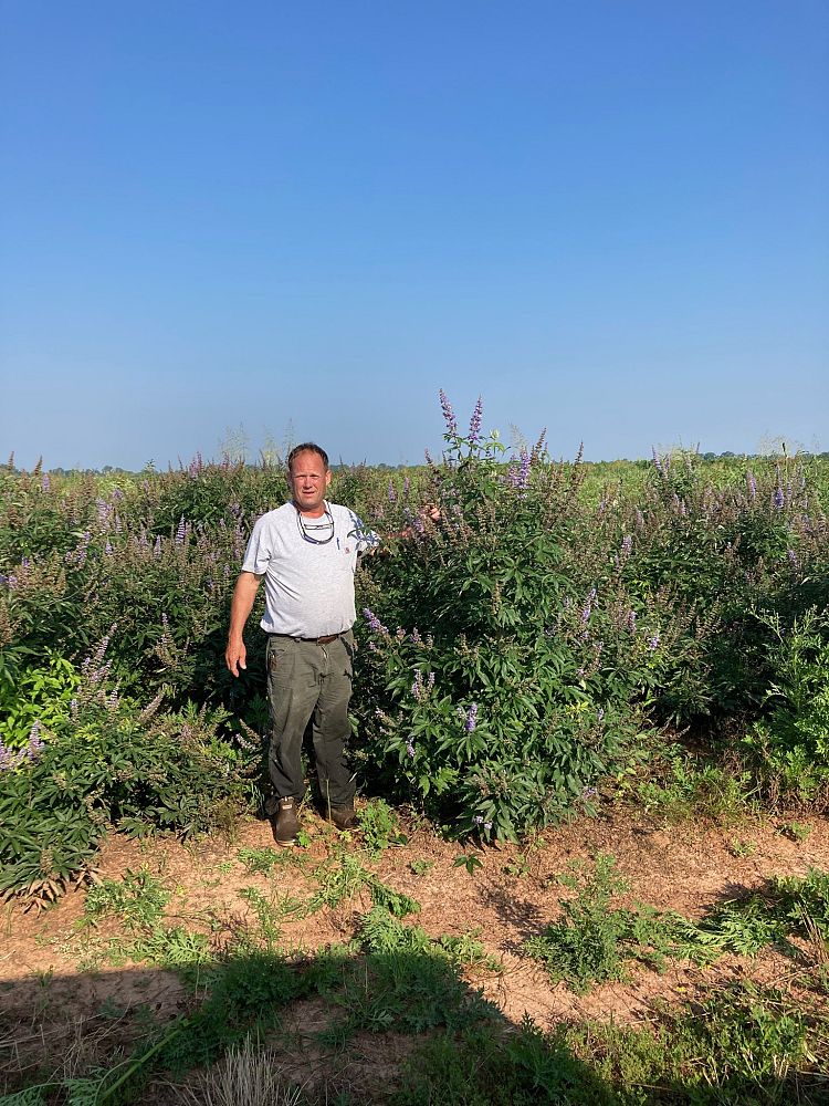 vitex-agnus-castus-chaste-tree