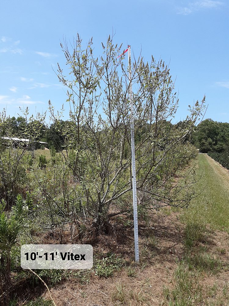 vitex-agnus-castus-chaste-tree
