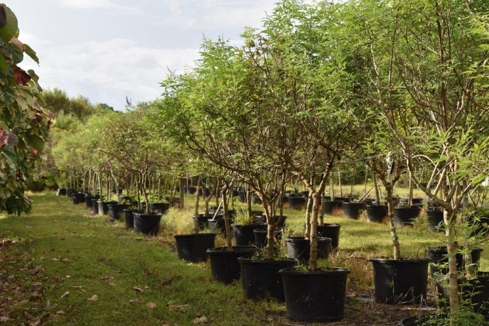 vitex-agnus-castus-chaste-tree