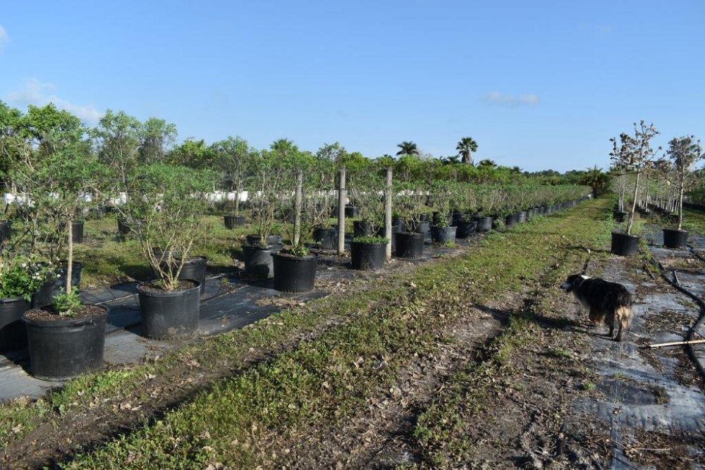 vitex-agnus-castus-chaste-tree