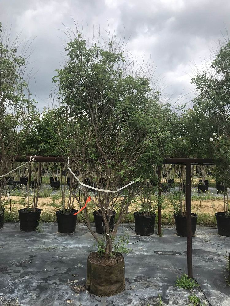 vitex-agnus-castus-chaste-tree
