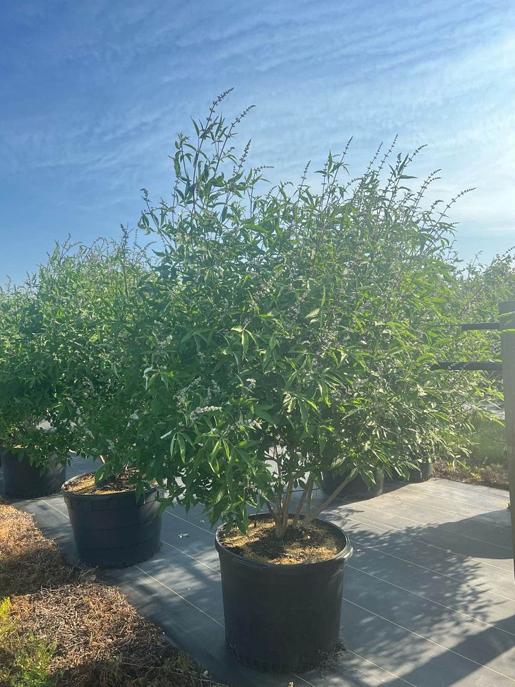 vitex-agnus-castus-chaste-tree