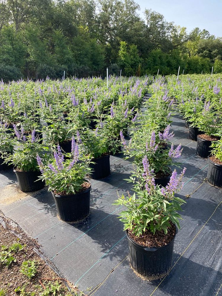 vitex-agnus-castus-chaste-tree