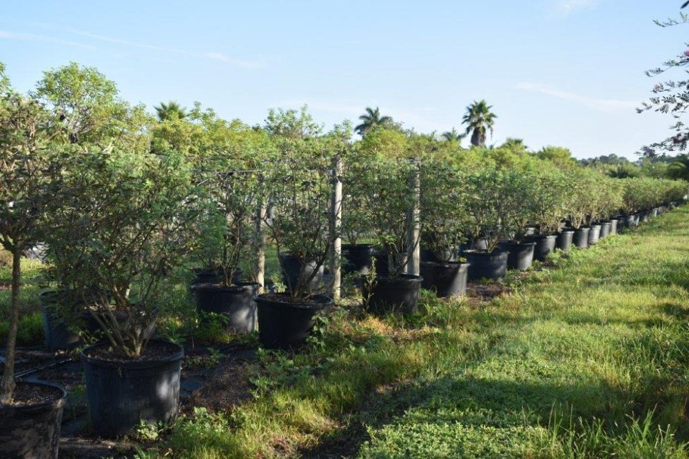 vitex-agnus-castus-chaste-tree