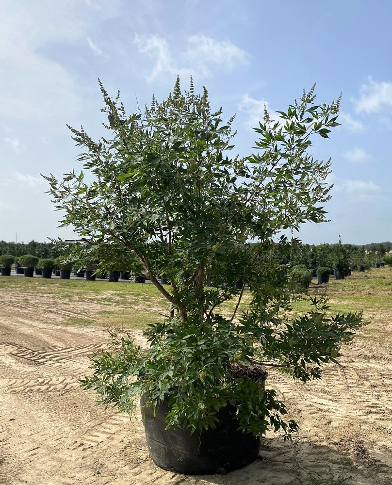 vitex-agnus-castus-chaste-tree