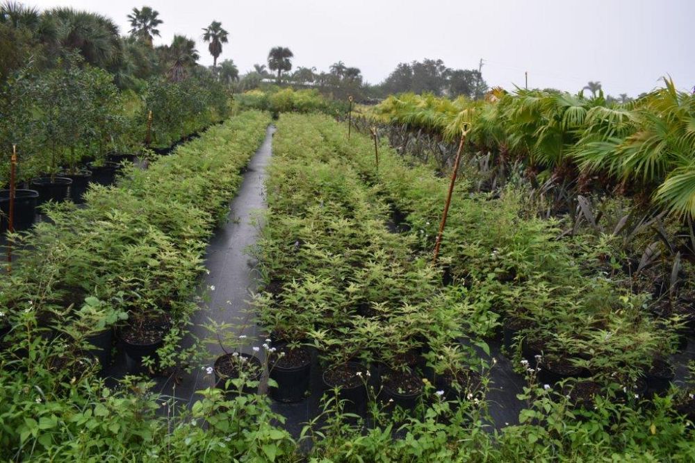 vitex-agnus-castus-chaste-tree
