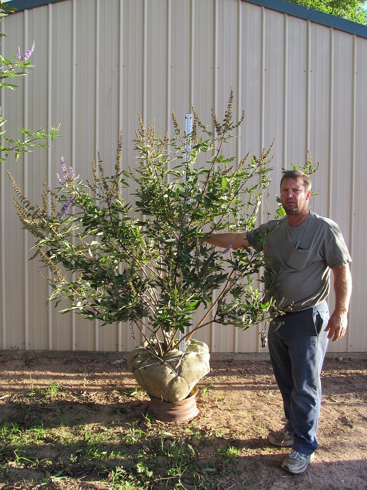 vitex-agnus-castus-chaste-tree
